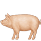 Schwein mit Ganzkörper-