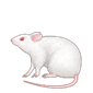 Mice, rat