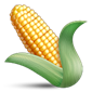 Le maïs en épi