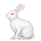 Wit konijn