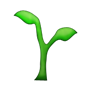 Kiemen plant, Seedling