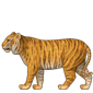 Tiger med full body